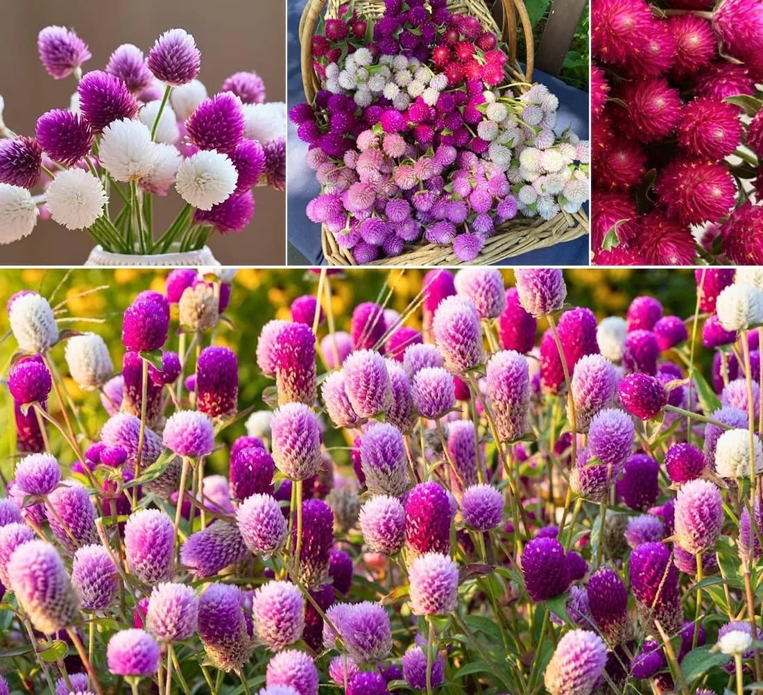 100pcs Globe Amaranth Seeds Mixed Colors for Garden (No Specific Years)
