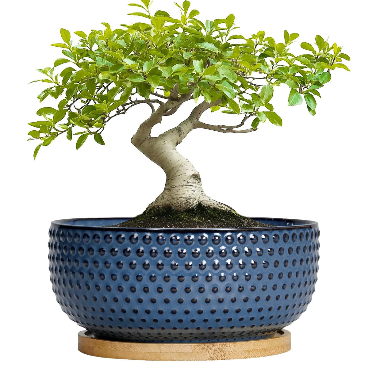 8 Inch Ceramic Planter for Bonsai Succulent (Modern, Blue, Drainage Hole)