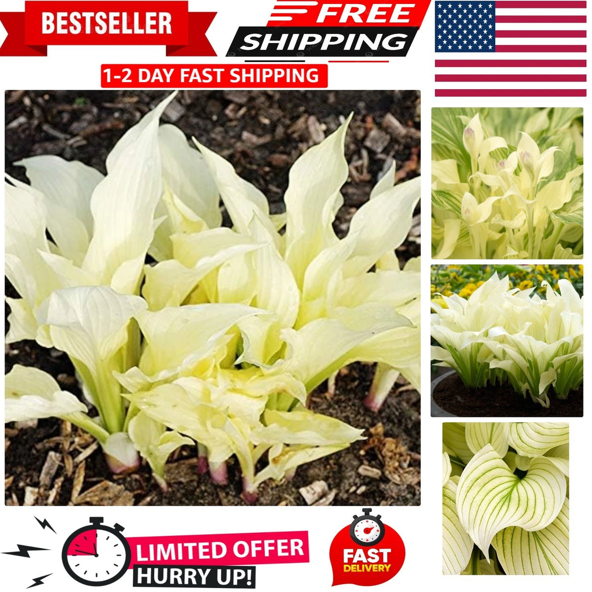 White Feather Hosta Root for Unique Perennial Blooms (Spring/Summer)