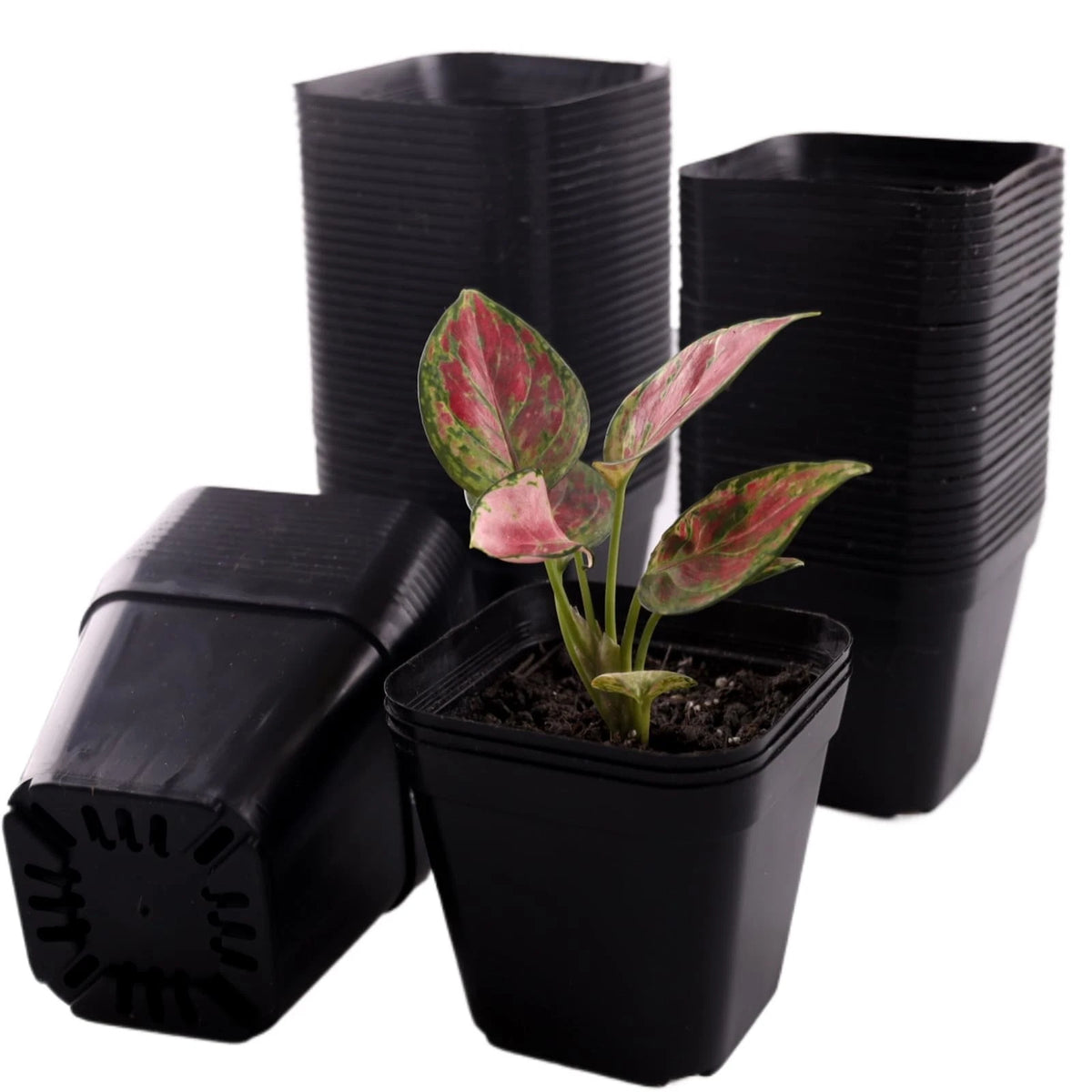 Set of 100 Square 4 Inch Plastic Nursery Pots for Seedlings and Succulents