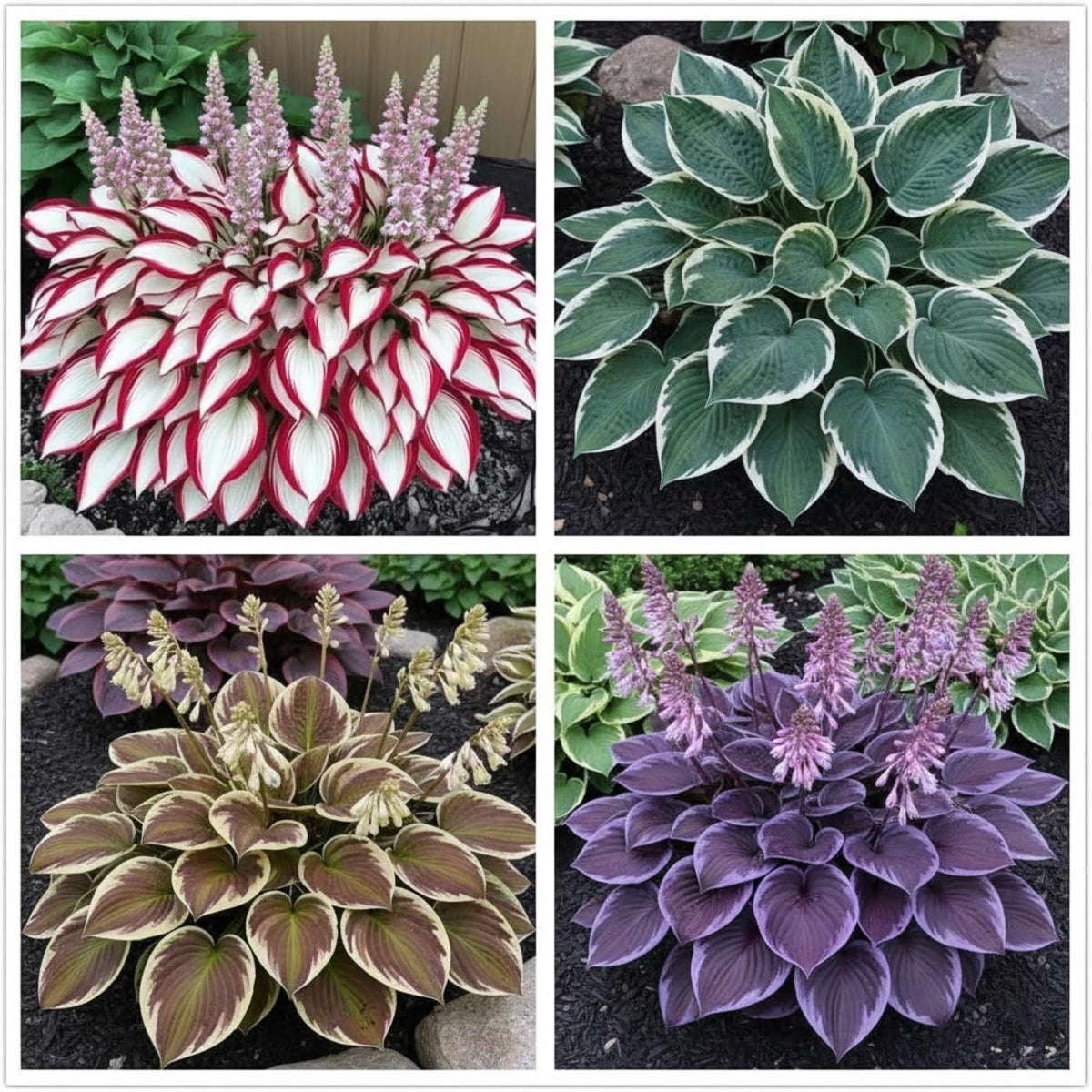 100+ Hosta Seeds for Planting Outdoors, Mixed Color Rare Perennial