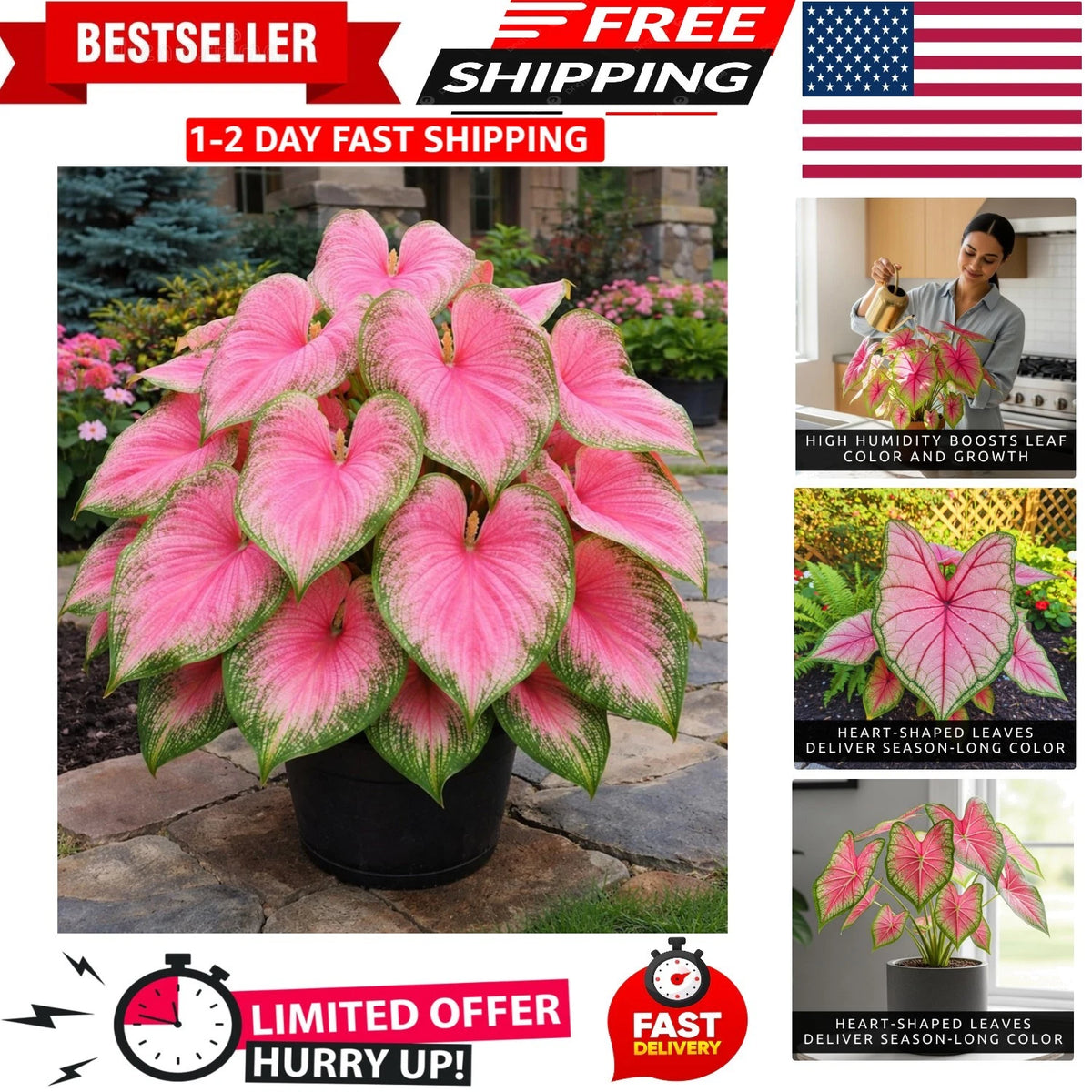 2X Tropical Pink Princess Caladium Bulbs for Container Planting