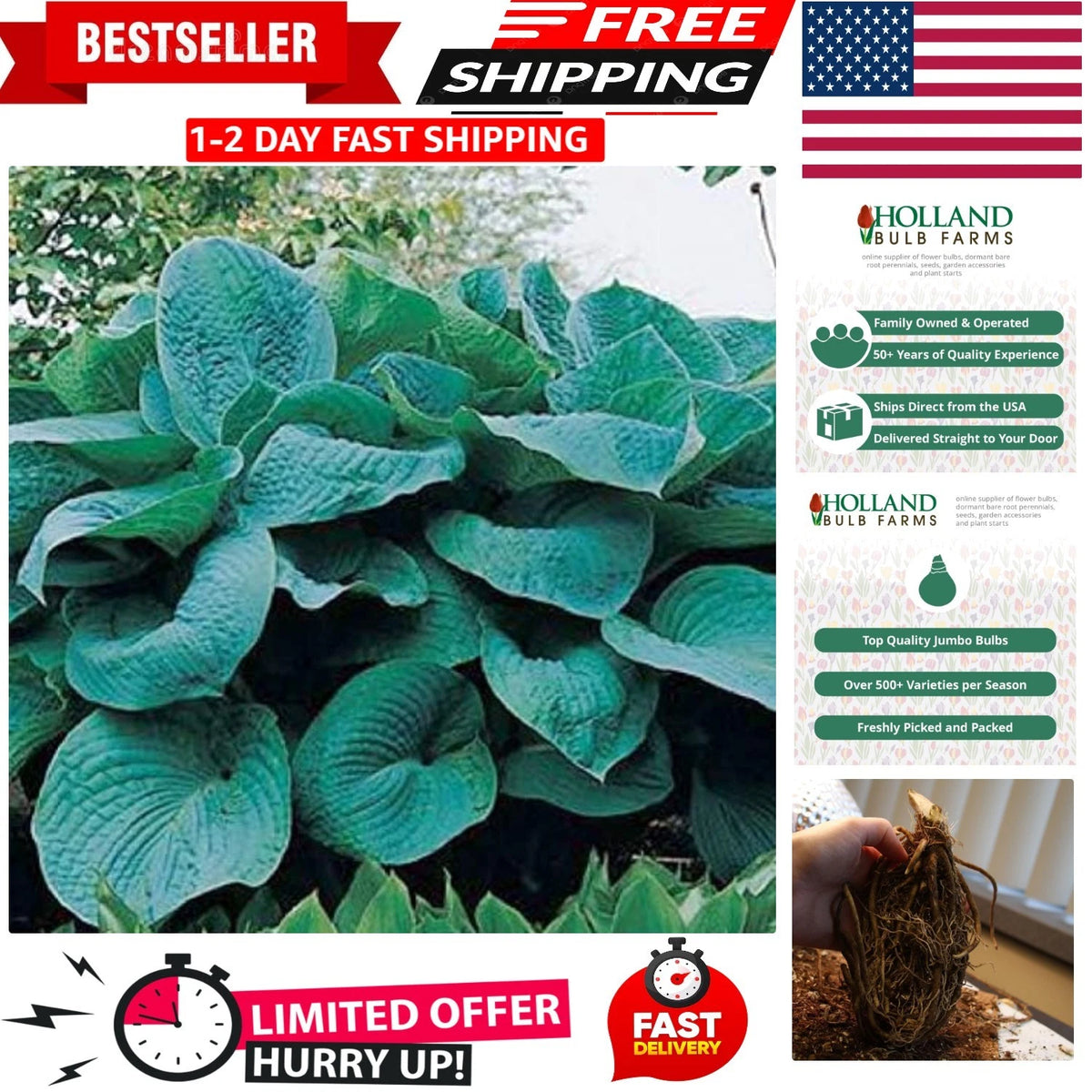 Easy to Grow Flower Root for Partially Shaded Areas