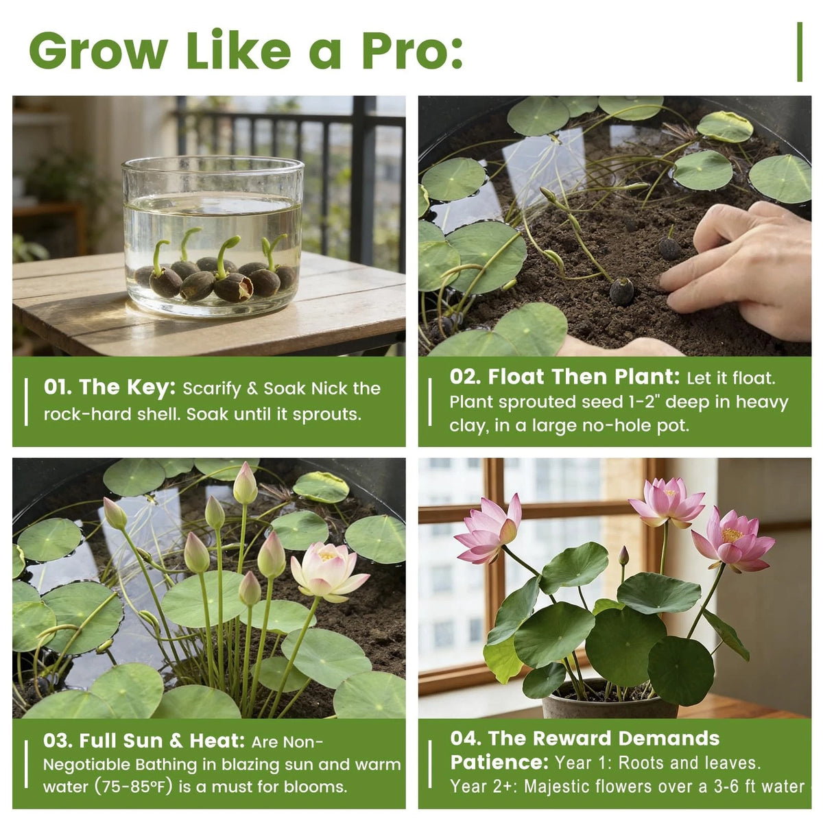30 PCS Lotus Seeds for Planting in Water - Mixed Color Bowl