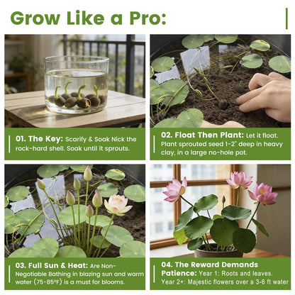 30 PCS Lotus Seeds for Planting in Water - Mixed Color Bowl