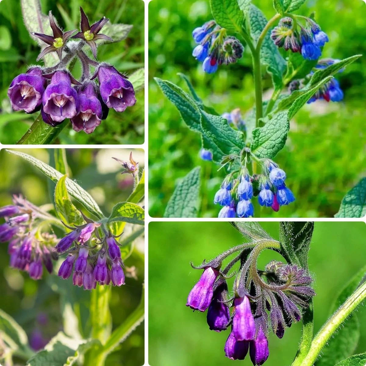 80+ Comfrey Purple Flower Seeds for Garden Plants (Non-GMO Perennial)