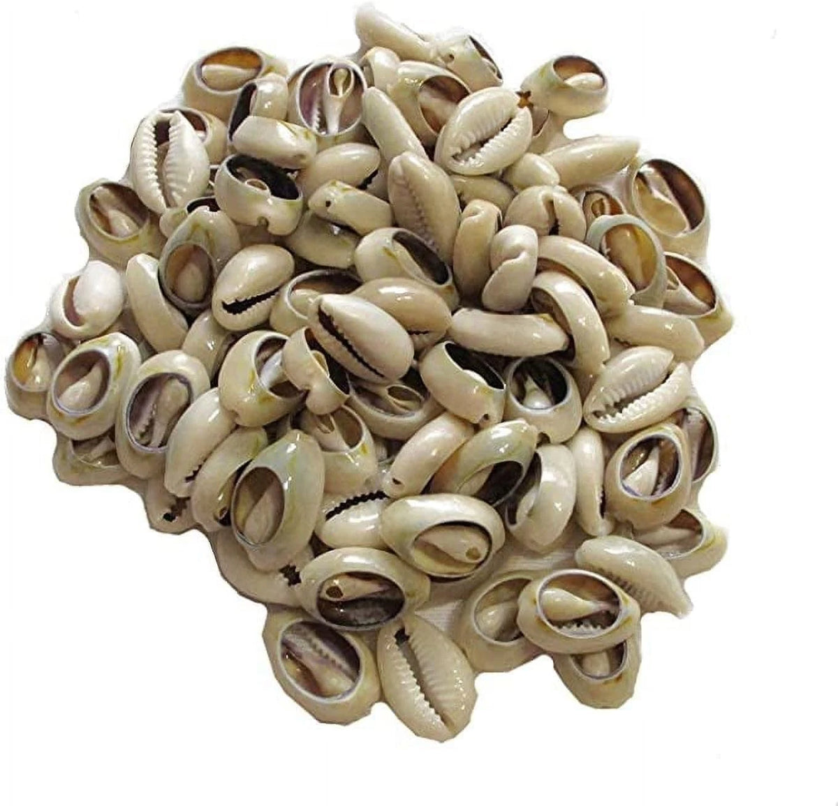 100 Pcs Natural Cowrie Shell Beads 0.12 Inches White Ivory