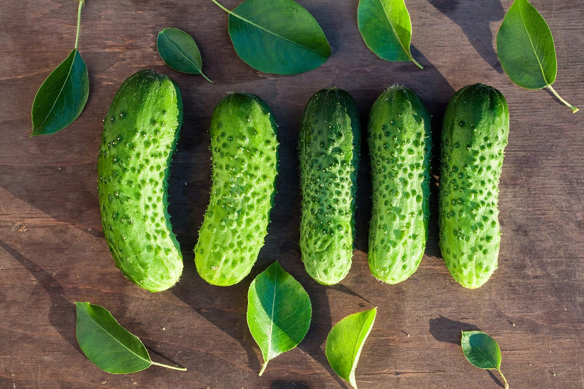 Cucumber Seeds for Boston Pickling (Non-GMO, 3 Grams)