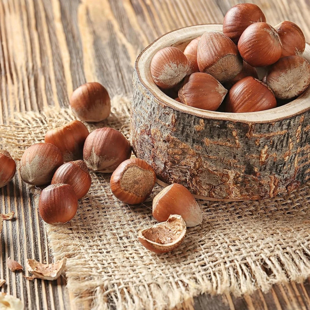 5 Lbs Oregon Hazelnuts in Shell (Pack of 1)