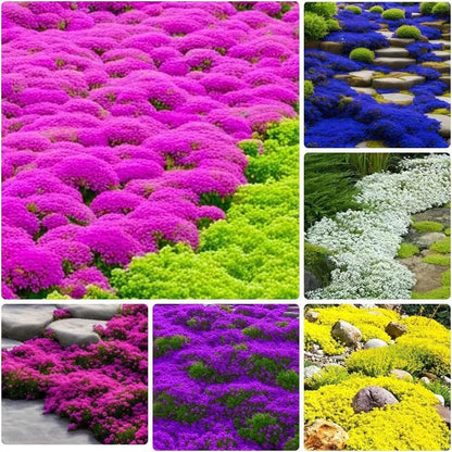 Creeping Thyme Seeds for Planting (10000+ Seeds)
