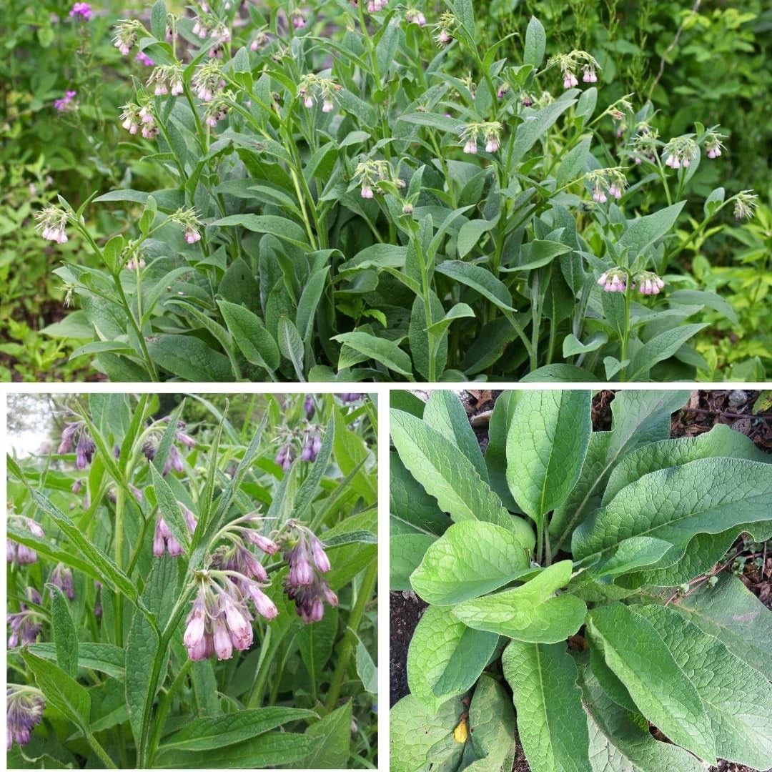 True Comfrey Seeds for Earthcare (50) Non GMO, Purple