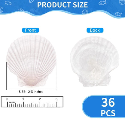 36PCS Natural Scallop Shells for Crafts (2-3 Inch)
