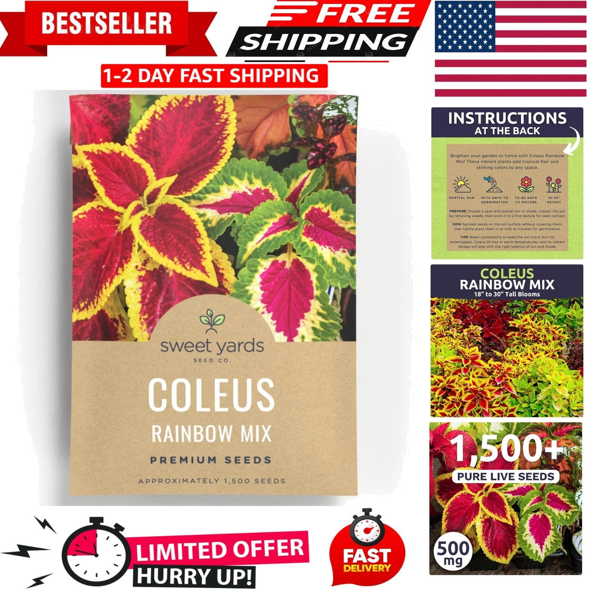Coleus Rainbow Mix Flower Seeds - Large 500mg Envelope (1,500 Seeds)