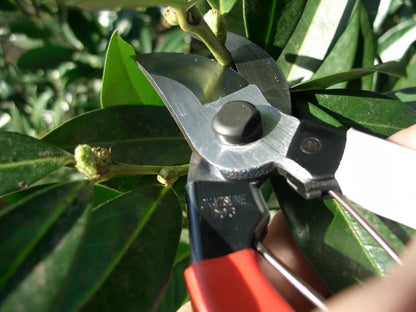 Okatsune 103 Bypass Pruners for General Purpose (One Pack)