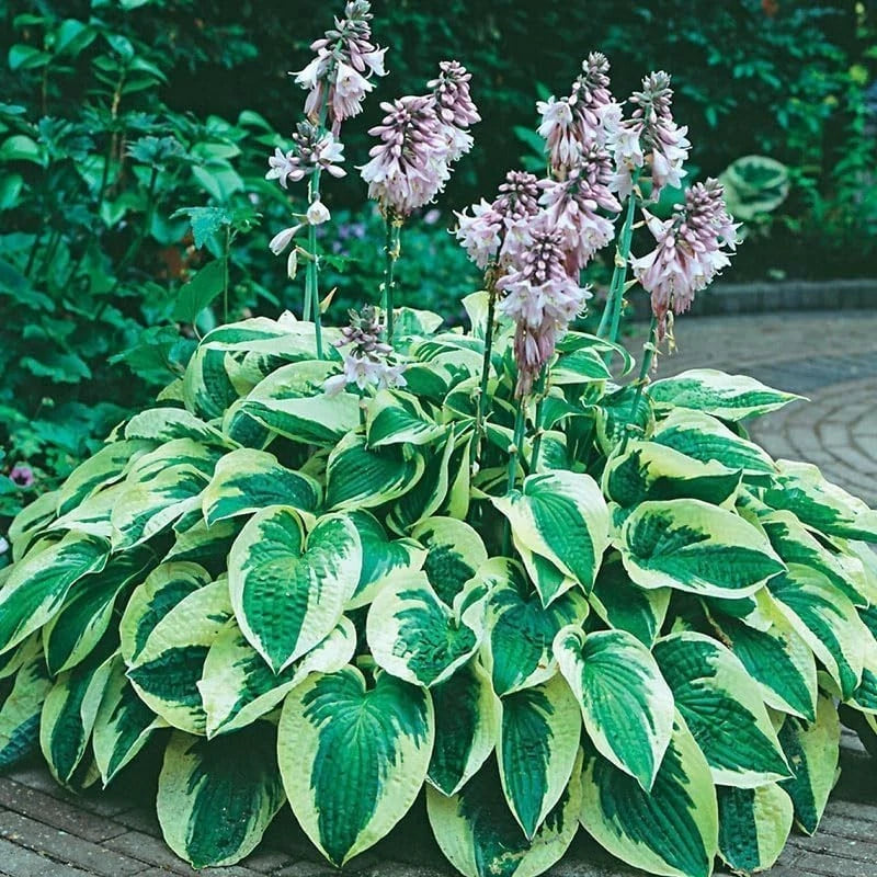 6 Mixed Color Hosta Plants for Stunning Gardens