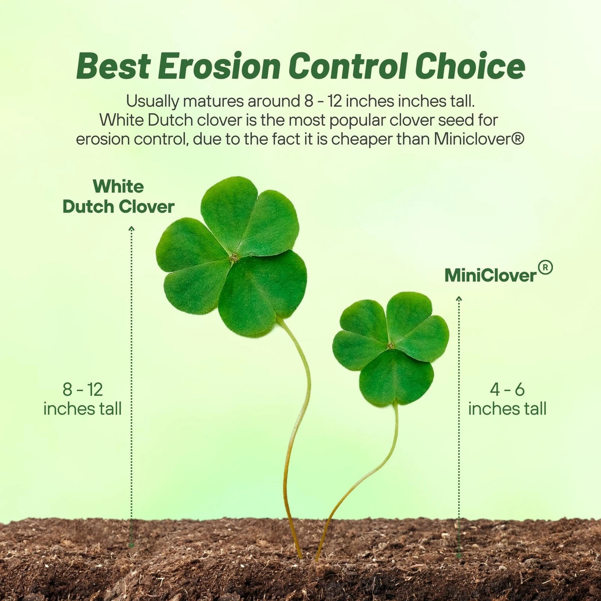 10 lbs Perennial White Dutch Clover Seed for Lawn and Garden