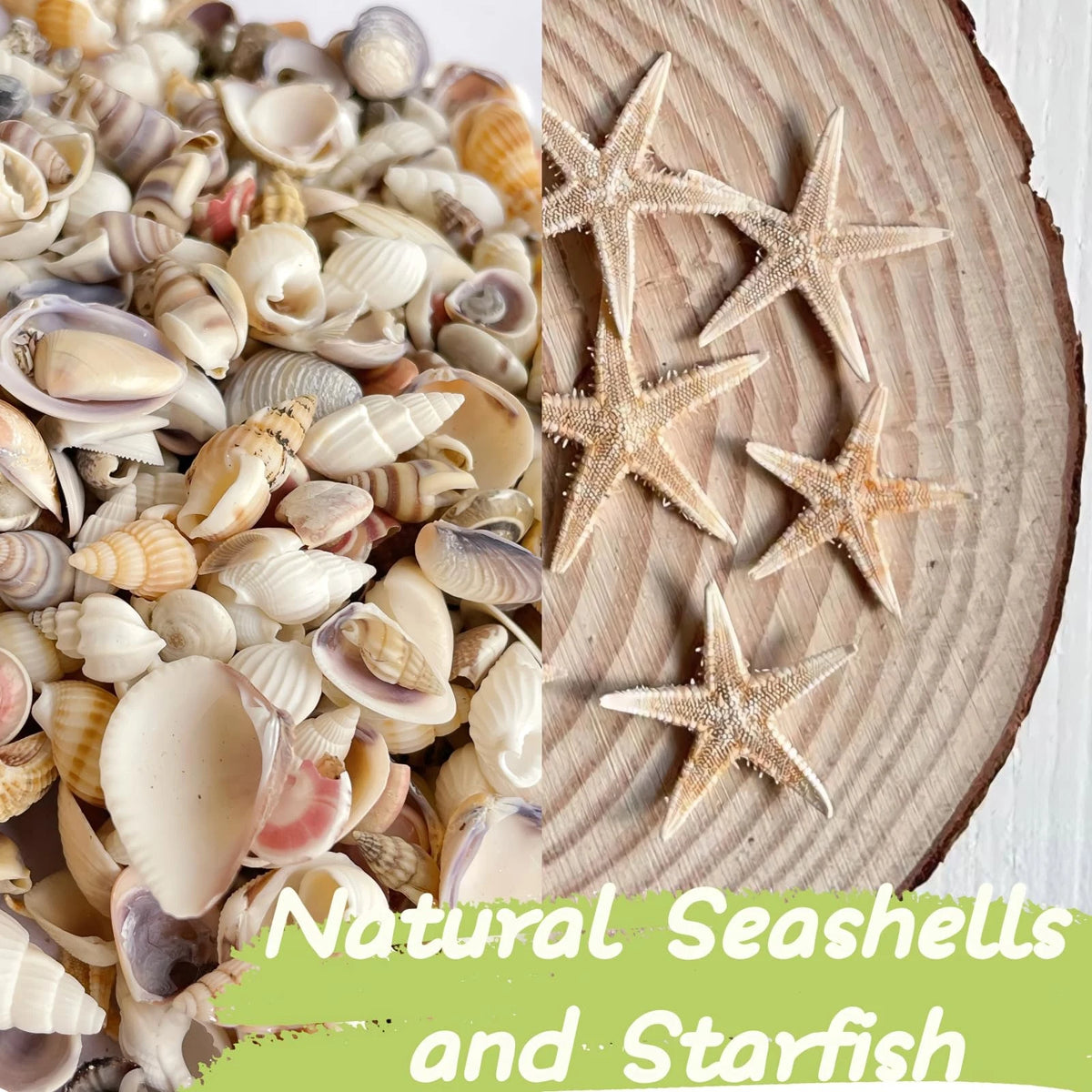 Set of 1200 Tiny Seashells Starfish Mixed Ocean Beach Decor Filler Craft