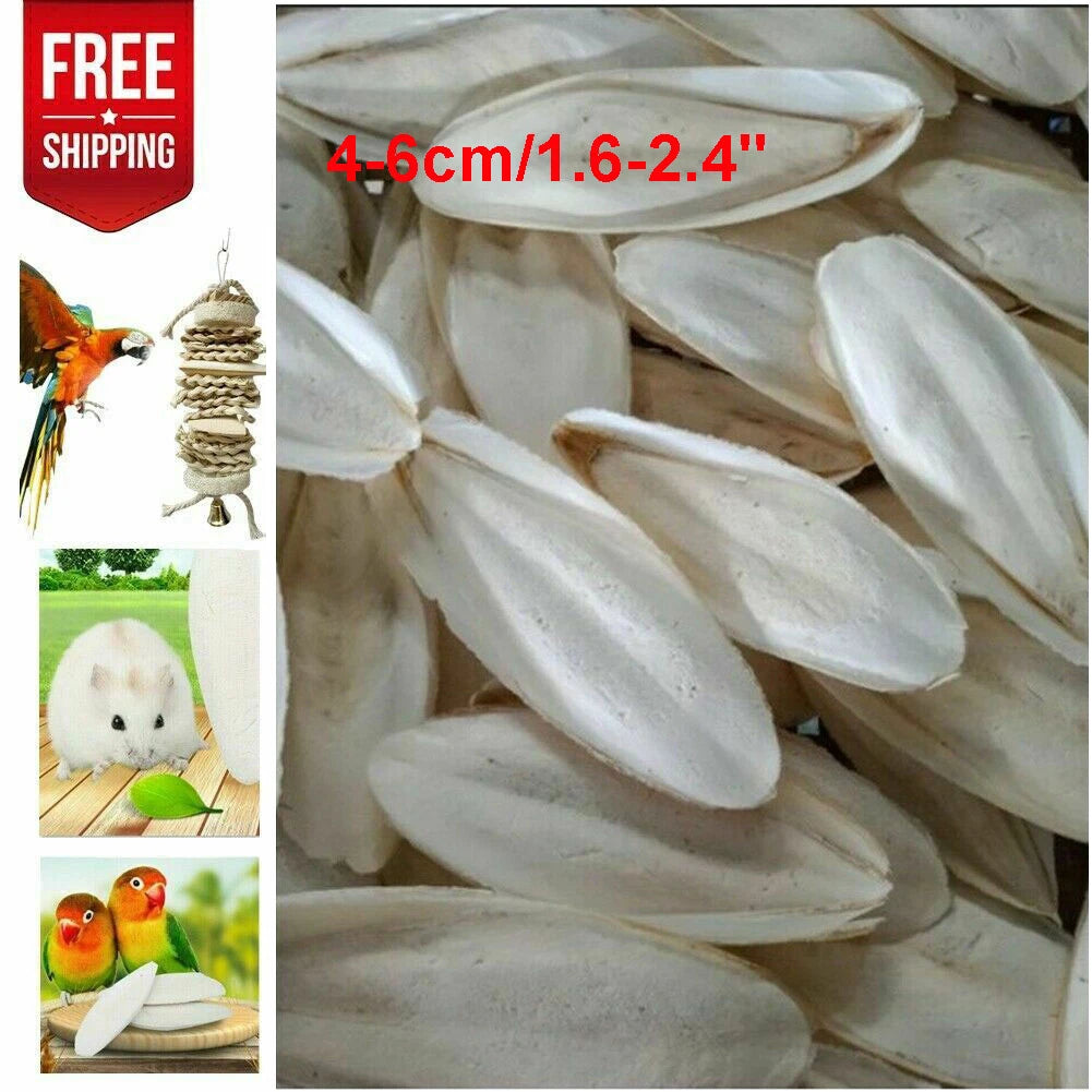 10/20PC Cuttlebone for Birds - 1.6-2.4" Calcium Supplement