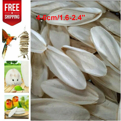 10/20PC Cuttlebone for Birds - 1.6-2.4" Calcium Supplement