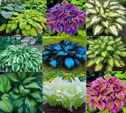 6 Mixed Color Hosta Plants for Stunning Gardens
