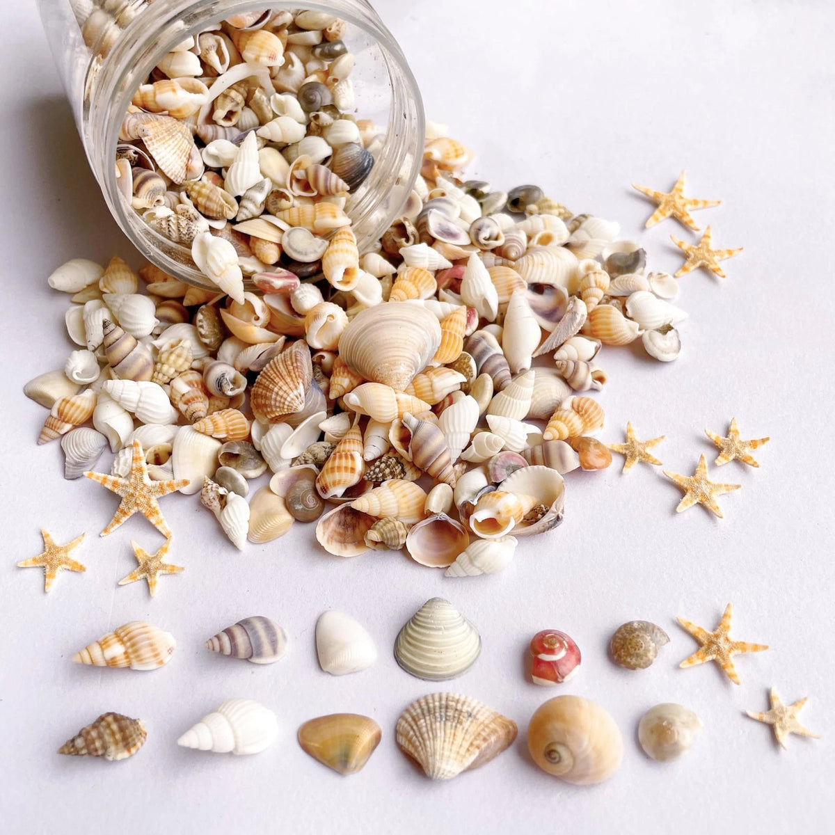 Set of 1200 Tiny Seashells Starfish Mixed Ocean Beach Decor Filler Craft