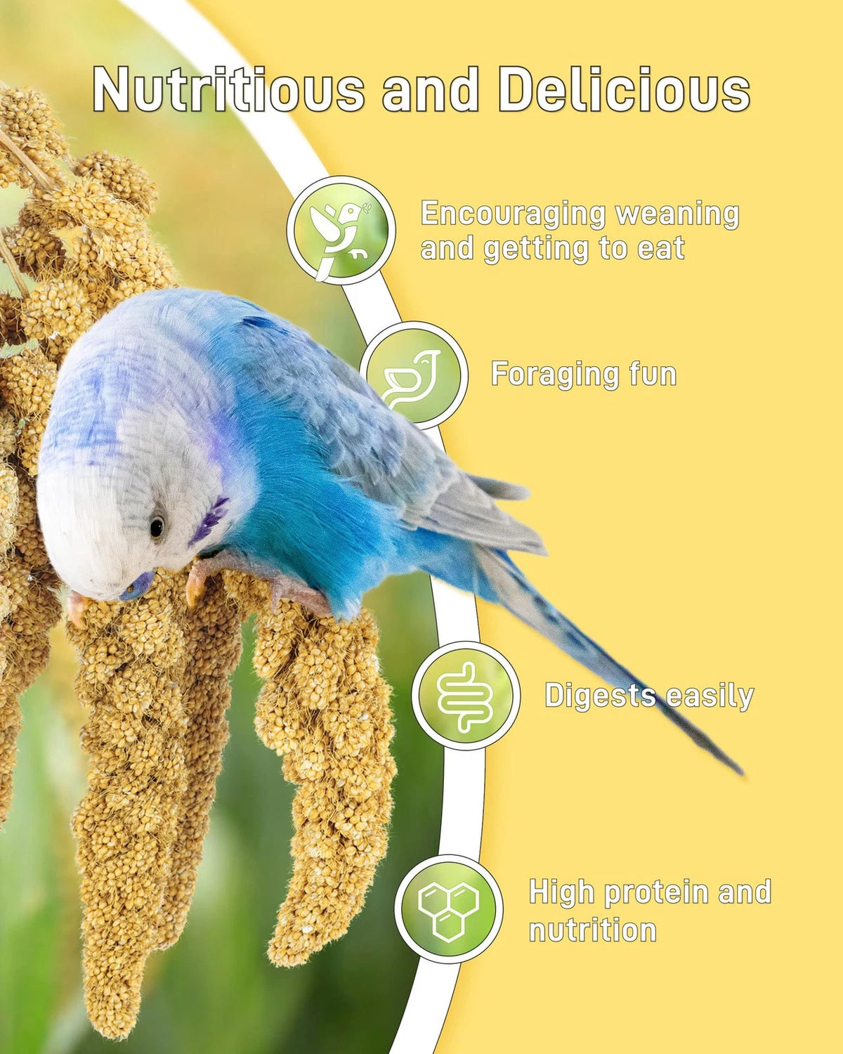 Spray Millet for Birds - Sun-Dried Healthy 1.1 Pound (Pack of 1)