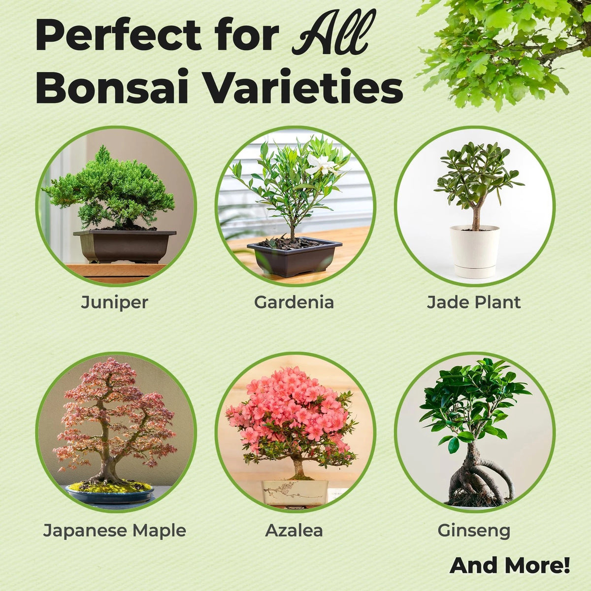 Bonsai Fertilizer Spray for Perfect Plants (8 fl oz)