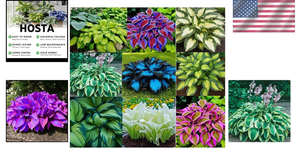 6 Mixed Color Hosta Plants for Stunning Gardens