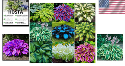 6 Mixed Color Hosta Plants for Stunning Gardens
