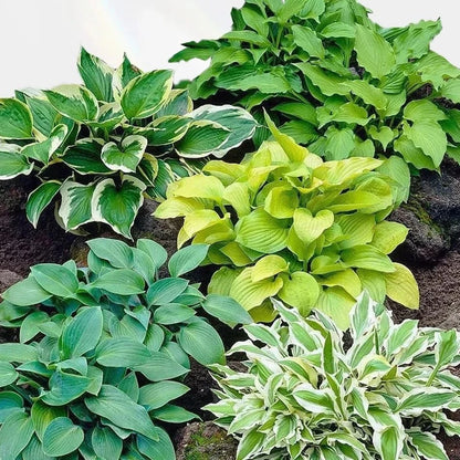 200+ Hosta Seeds for Planting, Attract Pollinators, Perennial Mix