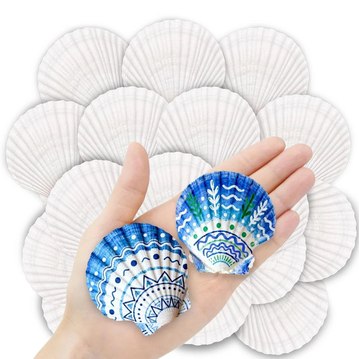 36PCS Natural Scallop Shells for Crafts (2-3 Inch)