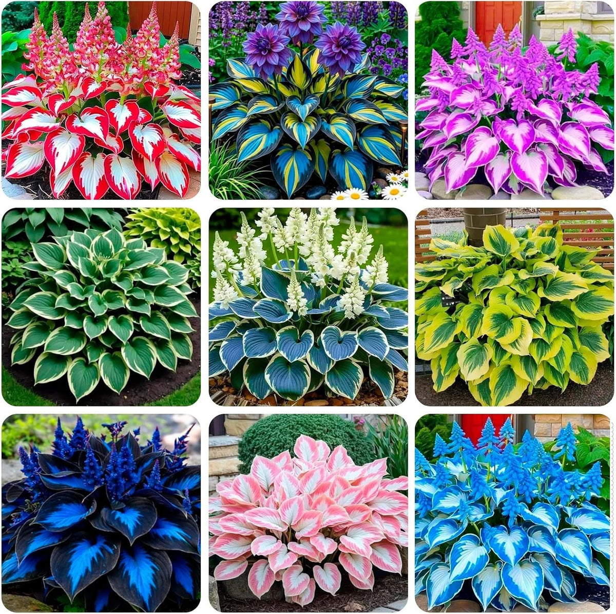 Hosta Seeds for Shaded Areas (Outdoor Spaces)