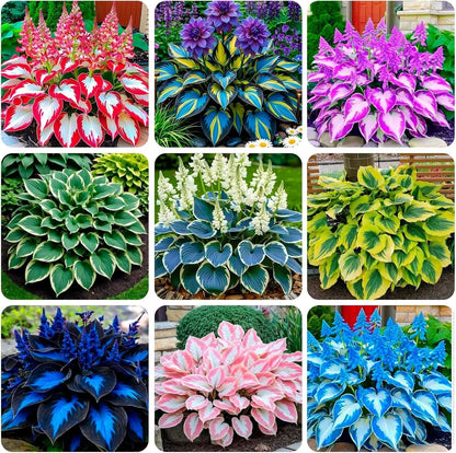 Hosta Seeds for Shaded Areas (Outdoor Spaces)