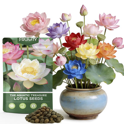 30 PCS Lotus Seeds for Planting in Water - Mixed Color Bowl