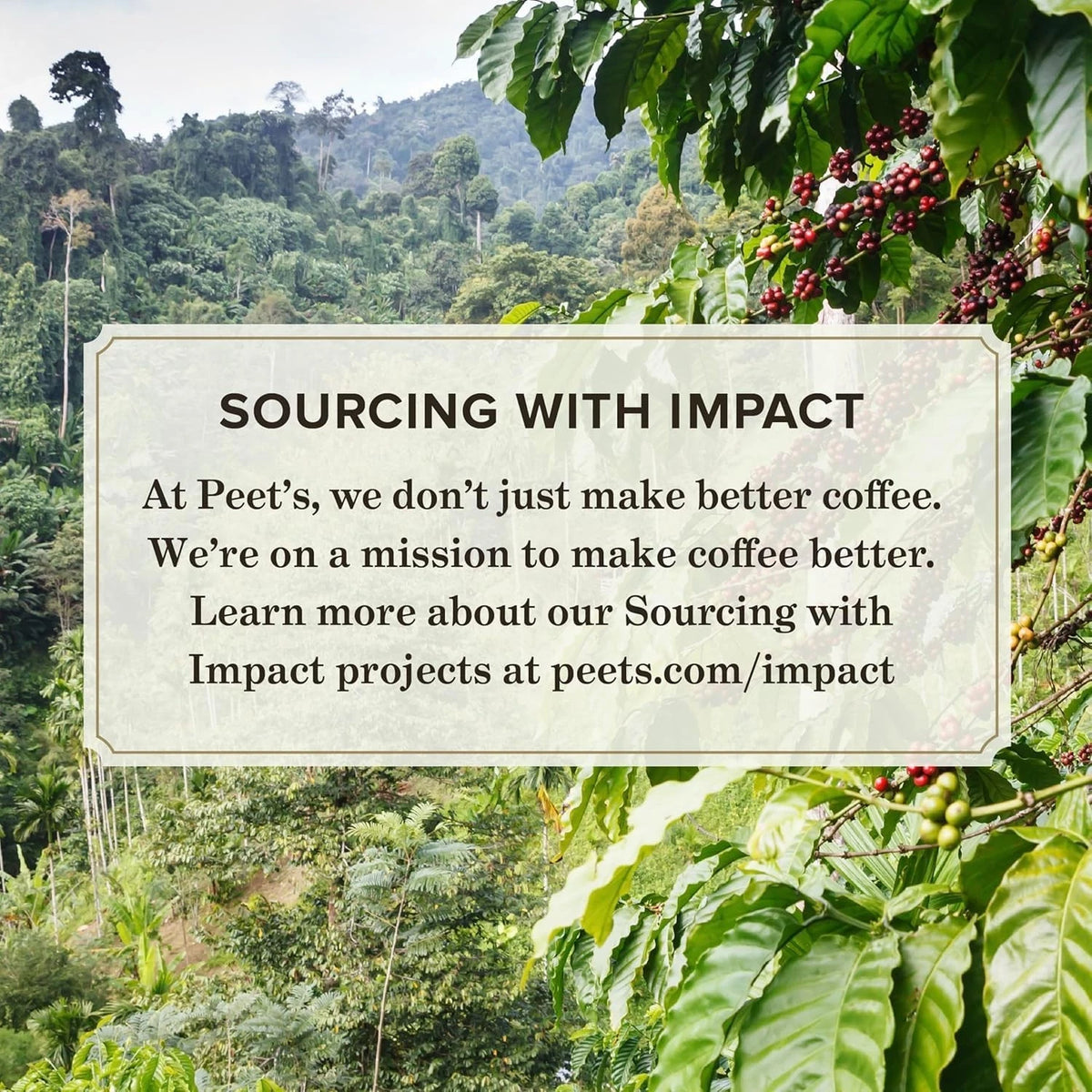 Set of 32 Peet's Coffee Dark Roast K-Cup Pods for Keurig