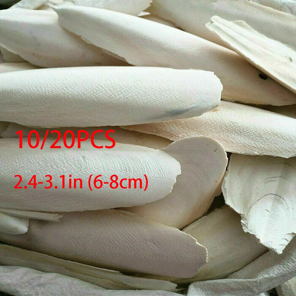 10X Cuttlebone for Parrots (Chewing, 2.4-3.1")