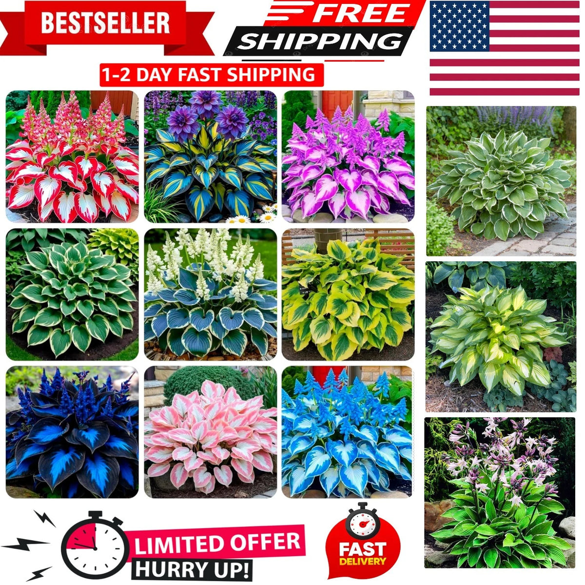 Hosta Seeds for Shaded Areas (Outdoor Spaces)