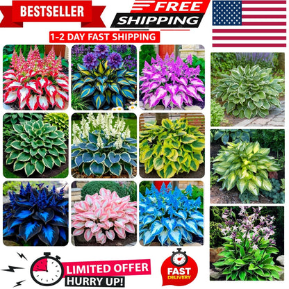 Hosta Seeds for Shaded Areas (Outdoor Spaces)