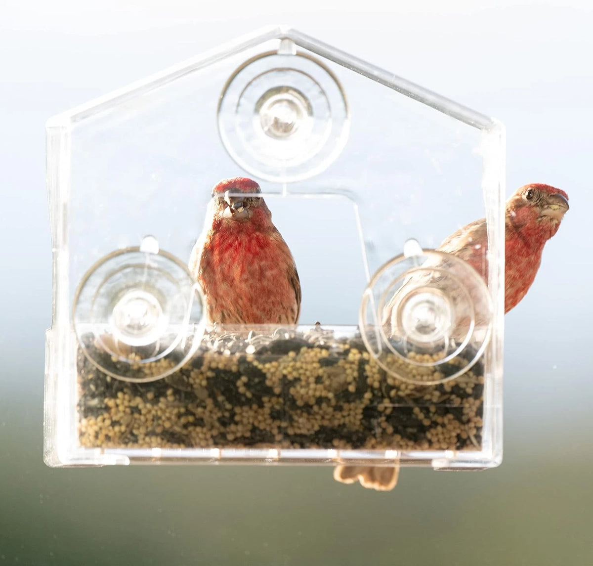 Clear Outdoor Window Bird Feeder for All Makes Models (1/2 Lb Capacity)