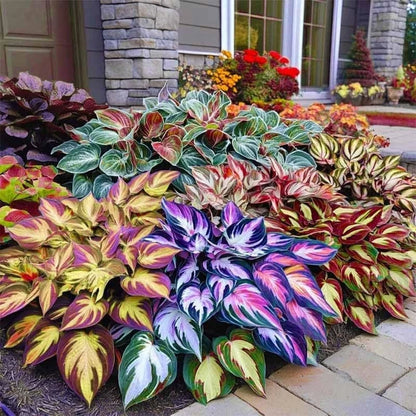 150 Hosta Seeds for Perennial Ornamental Leaf Plant (Mixed Green Shades)