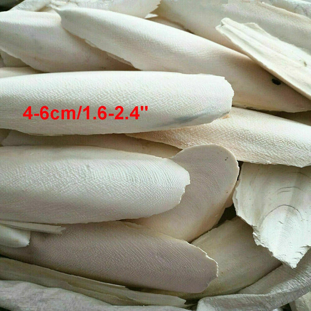 10/20PC Cuttlebone for Birds - 1.6-2.4" Calcium Supplement