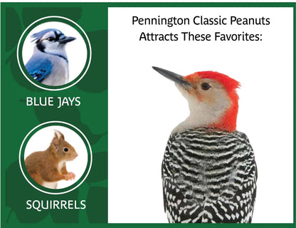 5 Pounds Pennington Classic Shelled Peanuts (Pack of 1)