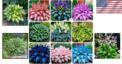 Hosta Seeds for Shaded Areas (Outdoor Spaces)