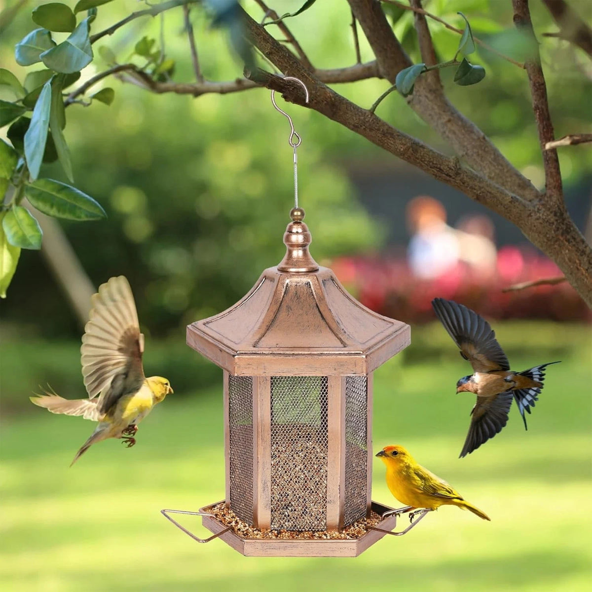 3LB Capacity Hexagon Bird Feeder for Birdwatching
