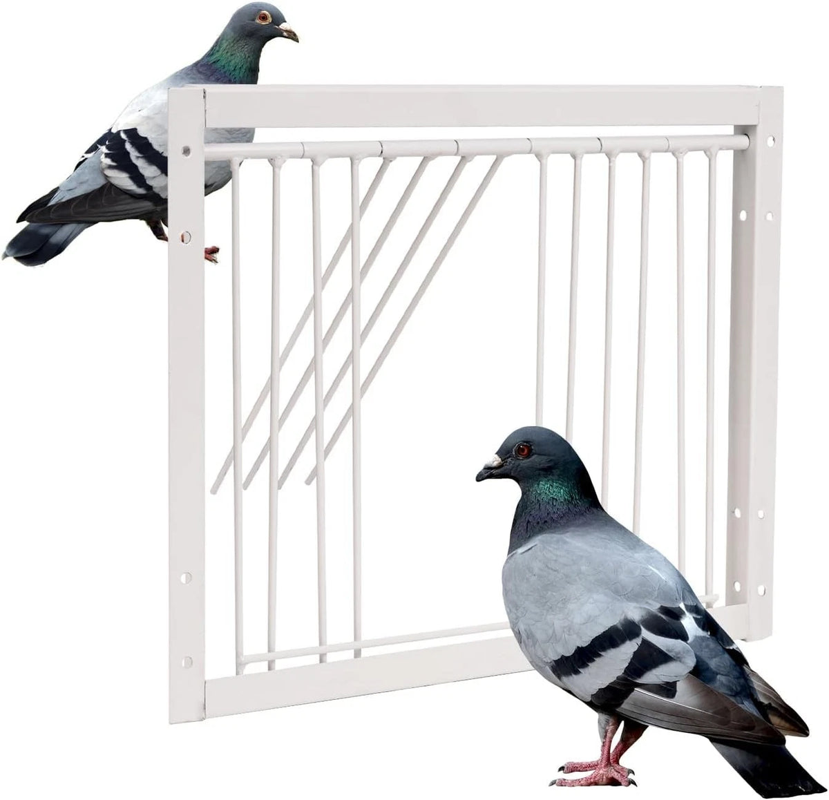 Iron Birdcage One Way Door Trap for Pigeons 11.8in