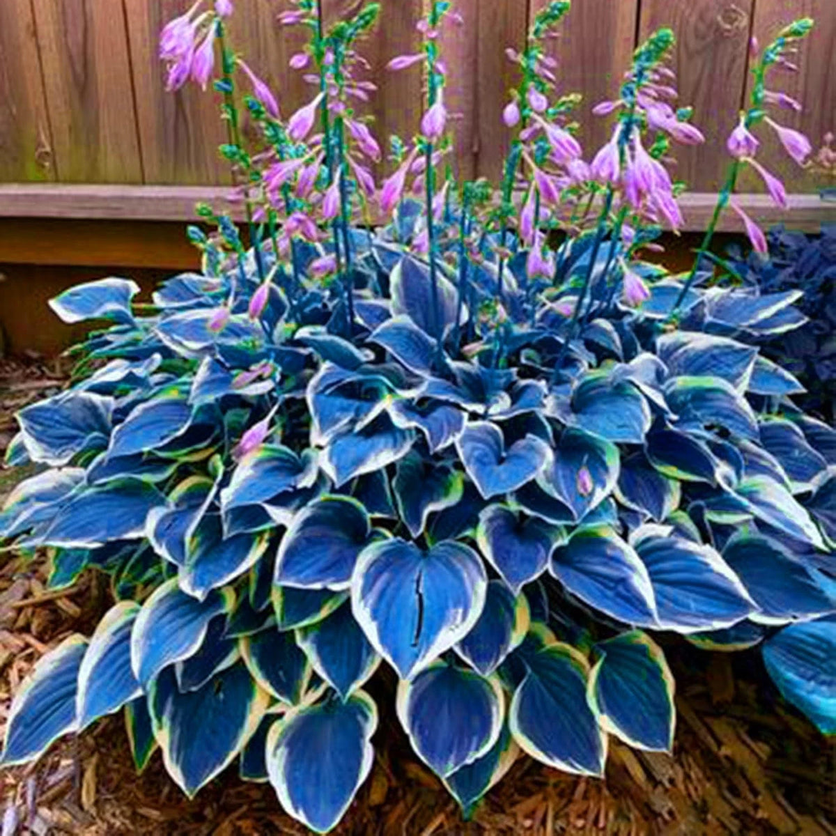 290+ Hosta Seeds for Planting - Rare Perennial Flower Seeds