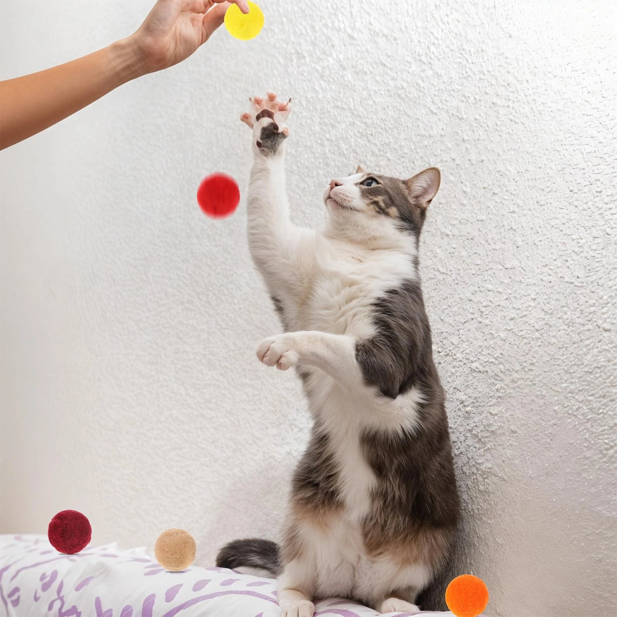100 Pcs Colorful Pom Cat Toy Balls for Cats (No Specific Years)