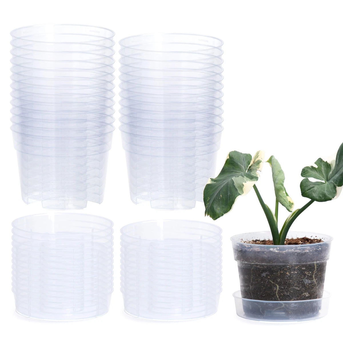 6 Inch Clear Plastic Plant Pot with Drainage Holes (Interlocking, Detachable)