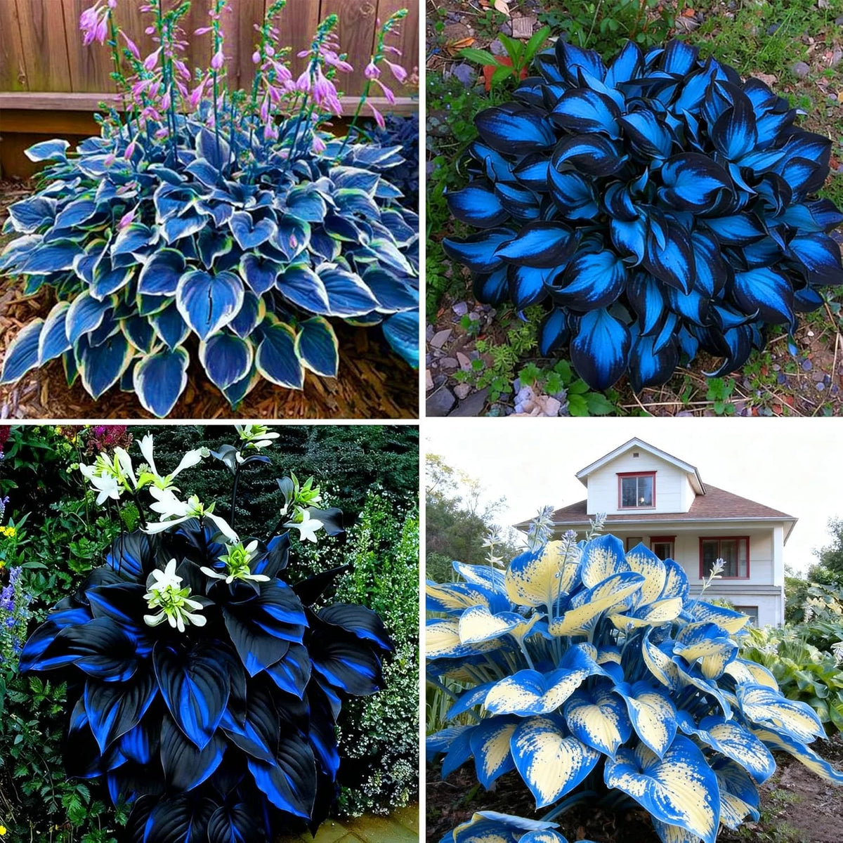 290+ Hosta Seeds for Planting - Rare Perennial Flower Seeds