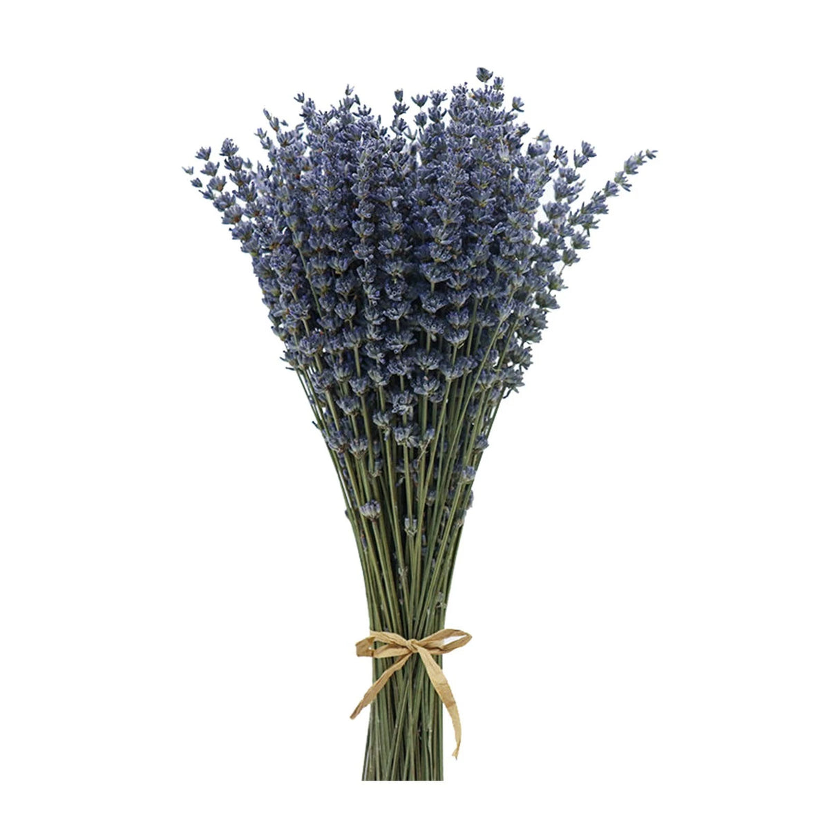 200 Stems Dried Lavender Flowers Bundles for Floral Arrangements